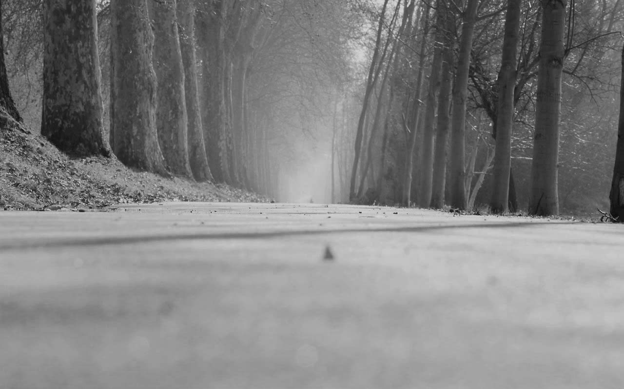 digital advertising blog image forest trail