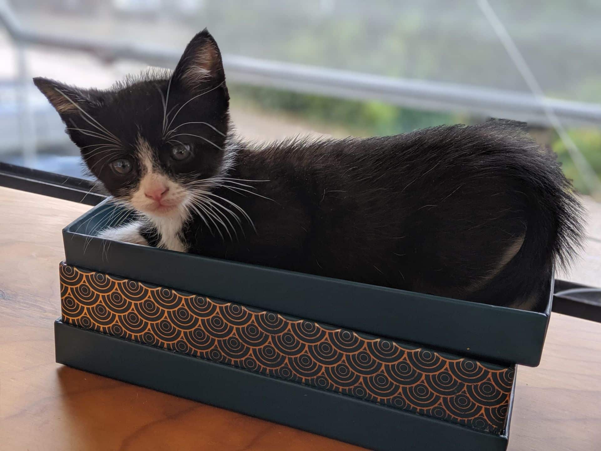 war room most pet friendly office in canada kitten in a box