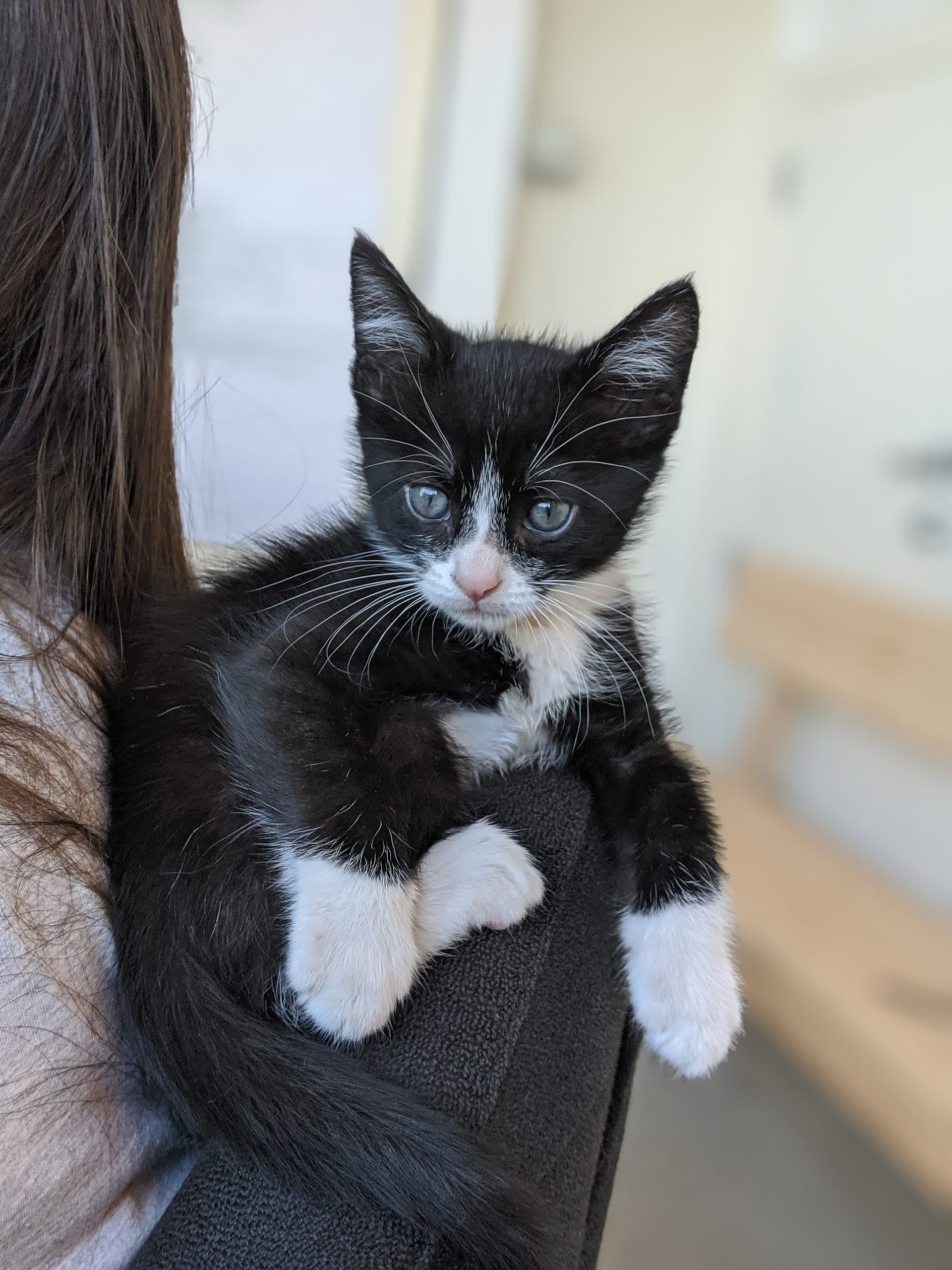 war room most pet friendly office in canada baby kitten