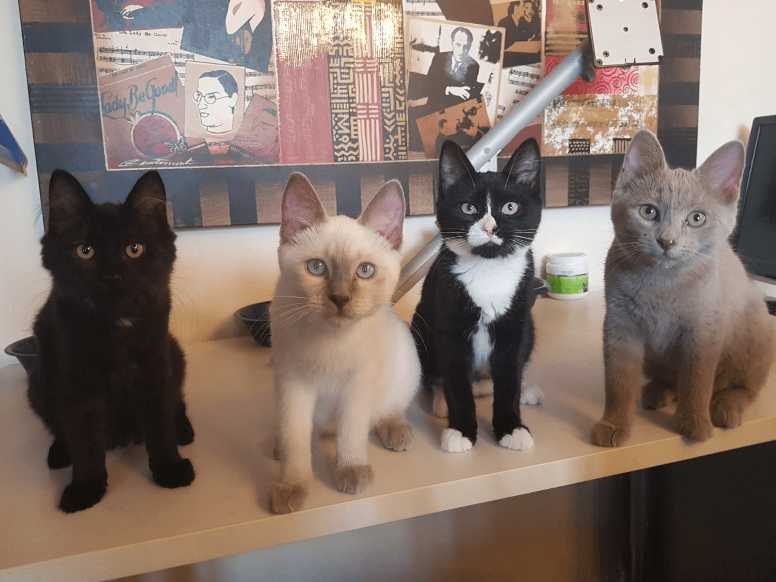 war room most pet friendly office in canada sitting on table