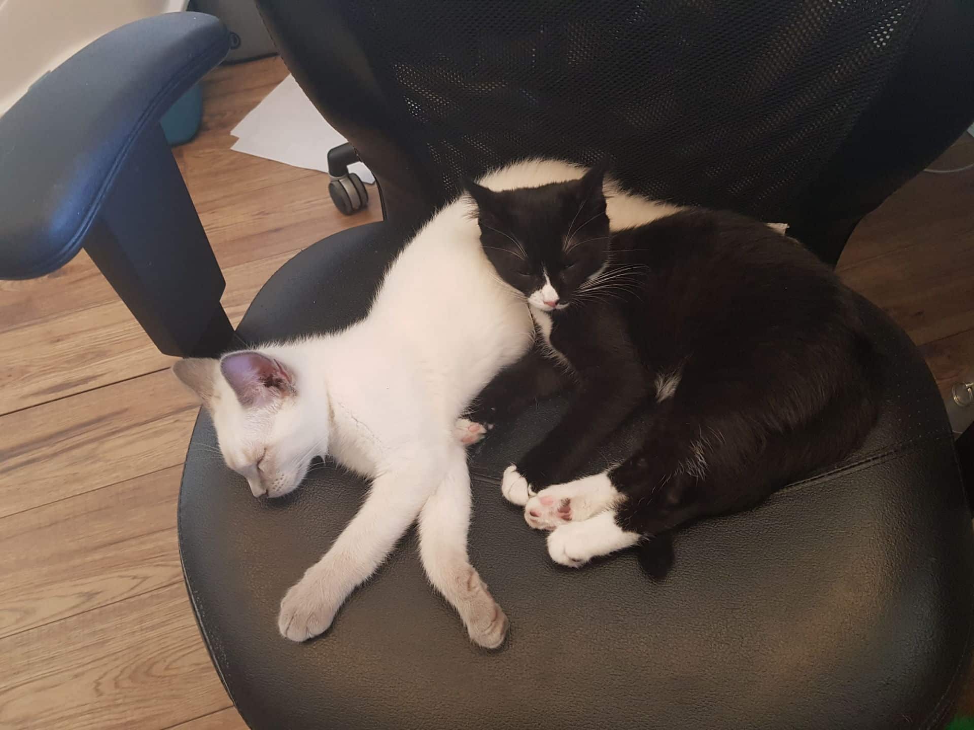 war room most pet friendly office in canada kittens sleeping on chairs
