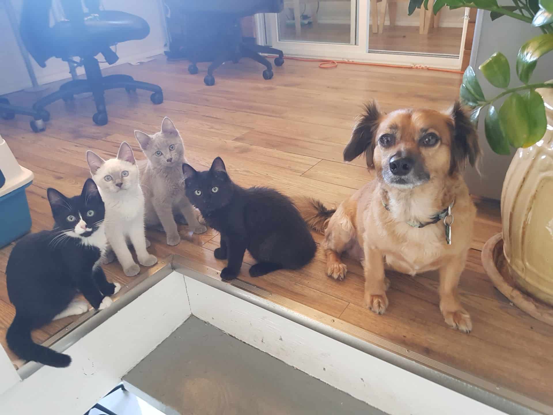 war room most pet friendly office in canada bobo and kittens