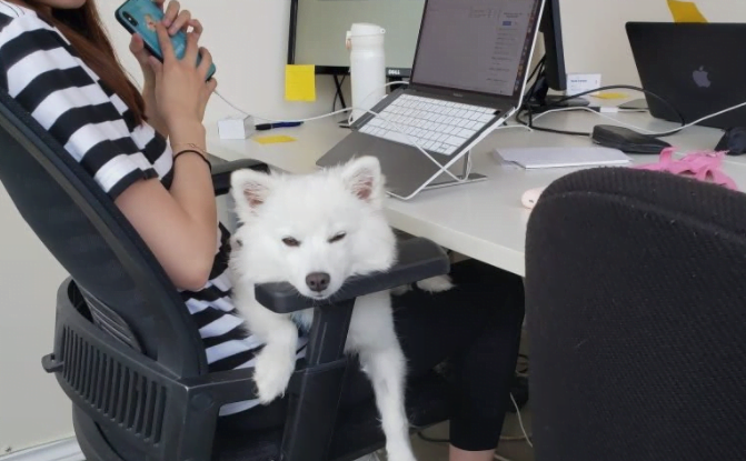 war room digital marketing careers perks bring your dog to work