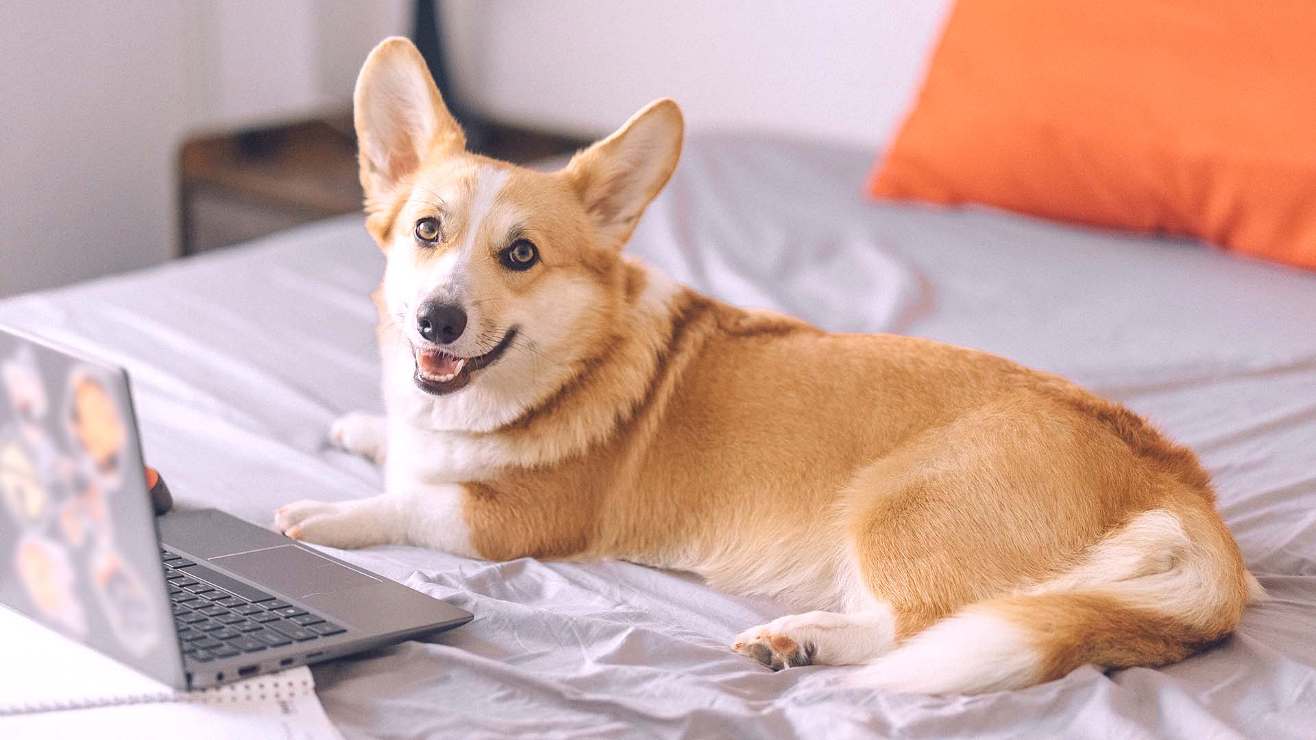 photo of a corgi and laptop