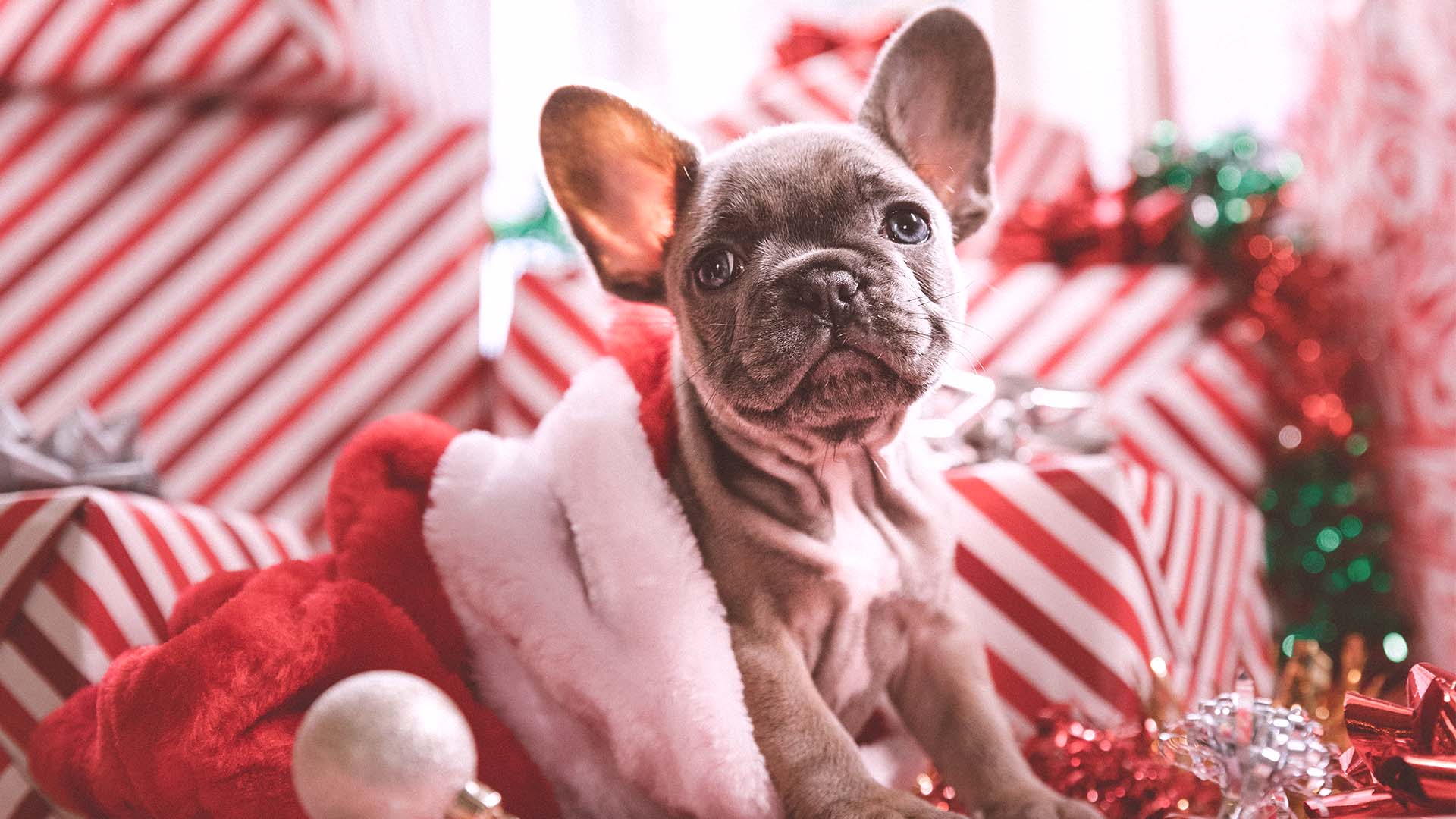 holiday shoot of gifts and a puppy